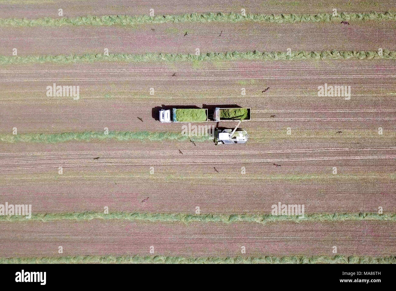 Mähdrescher ernten ein grünes Feld- und entlädt Weizen Silomais auf eine doppelte Lkw-anhänger. Stockfoto