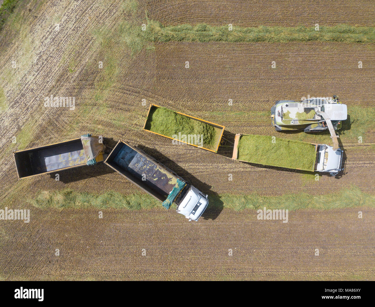Mähdrescher ernten ein grünes Feld- und entlädt Weizen Silomais auf eine doppelte Lkw-anhänger. Stockfoto