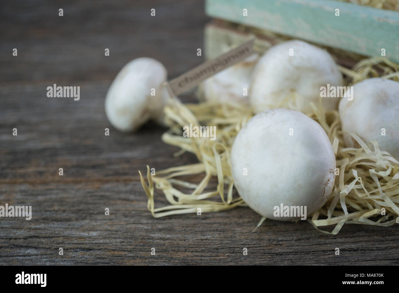 Frische organische champignon Pilze an Holz Hintergrund Stockfoto