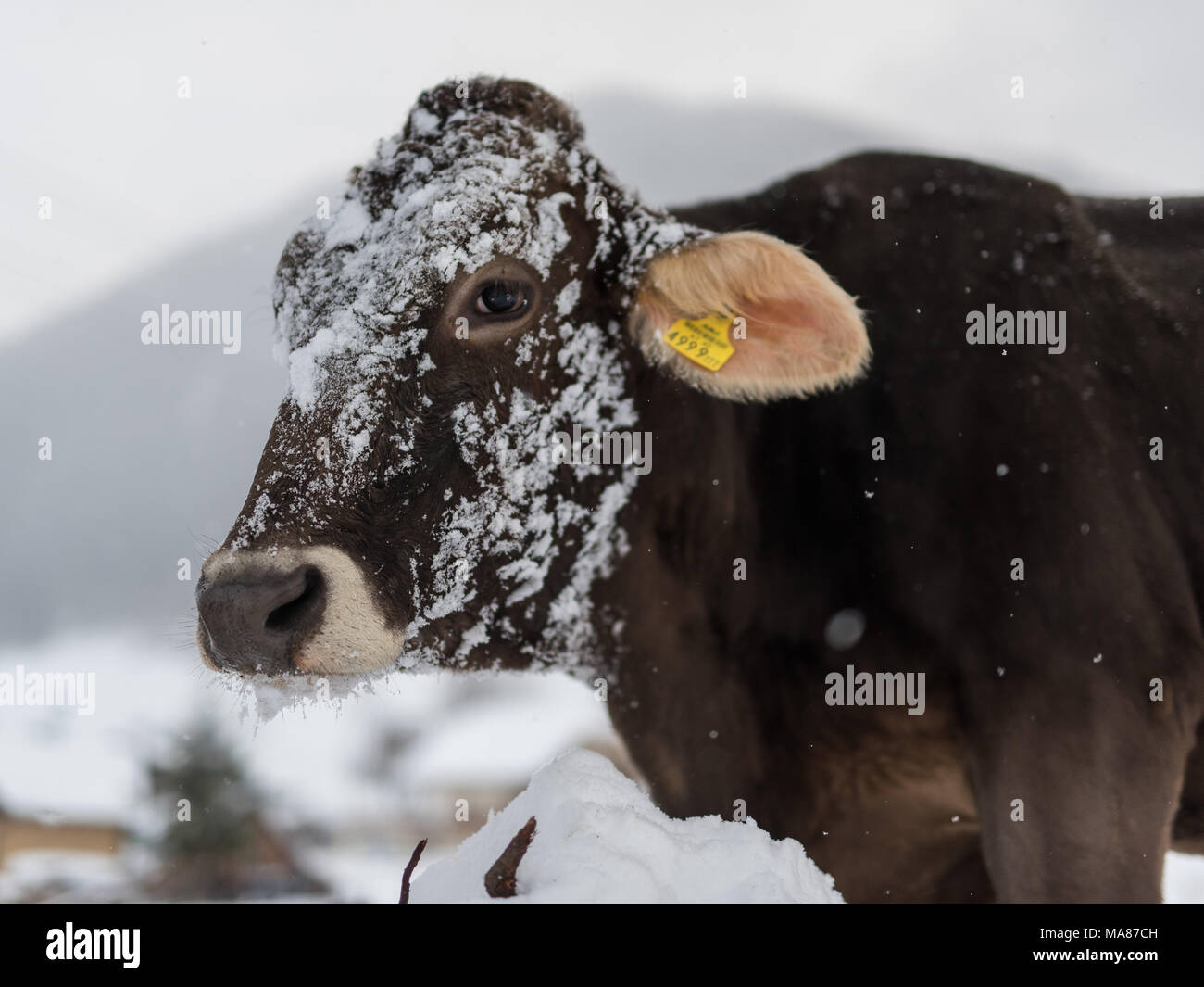 Brown Swiss snow 20. Stockfoto