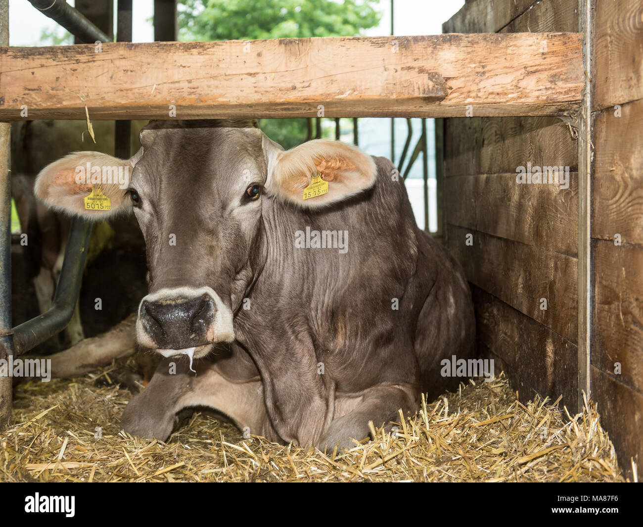 Kuh liegend stall -Fotos und -Bildmaterial in hoher Auflösung – Alamy