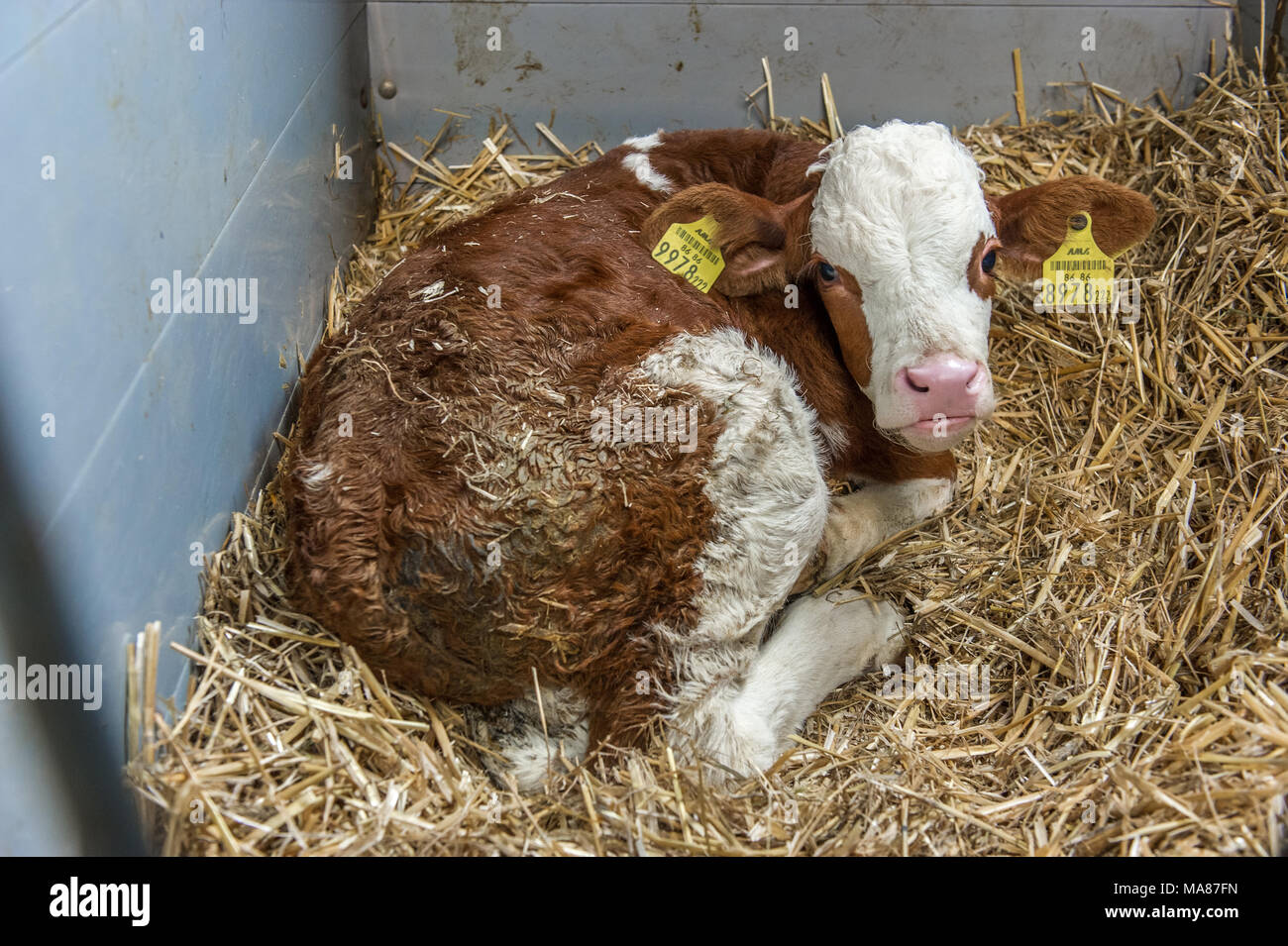 Sulzberger Kälber 31. Stockfoto