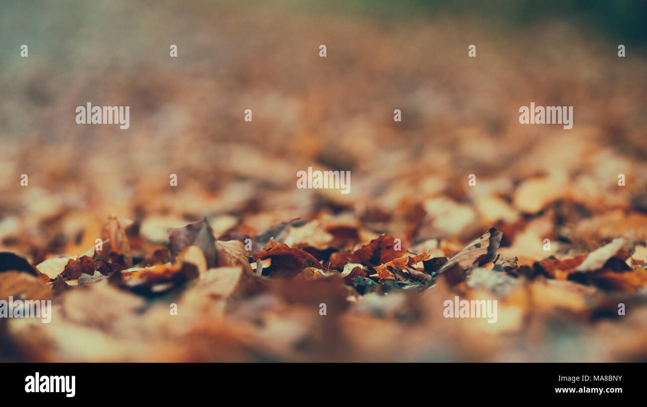 Im Herbst Laub auf dem Boden Stockfoto