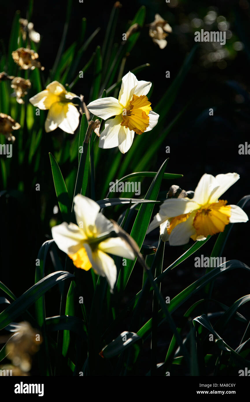 Sonnenlicht Hits ein blumenbeet an blühenden Narzissen, des Monsignor McGolrick Park in Greenpoint, Brooklyn, New York City, April 2013. Stockfoto