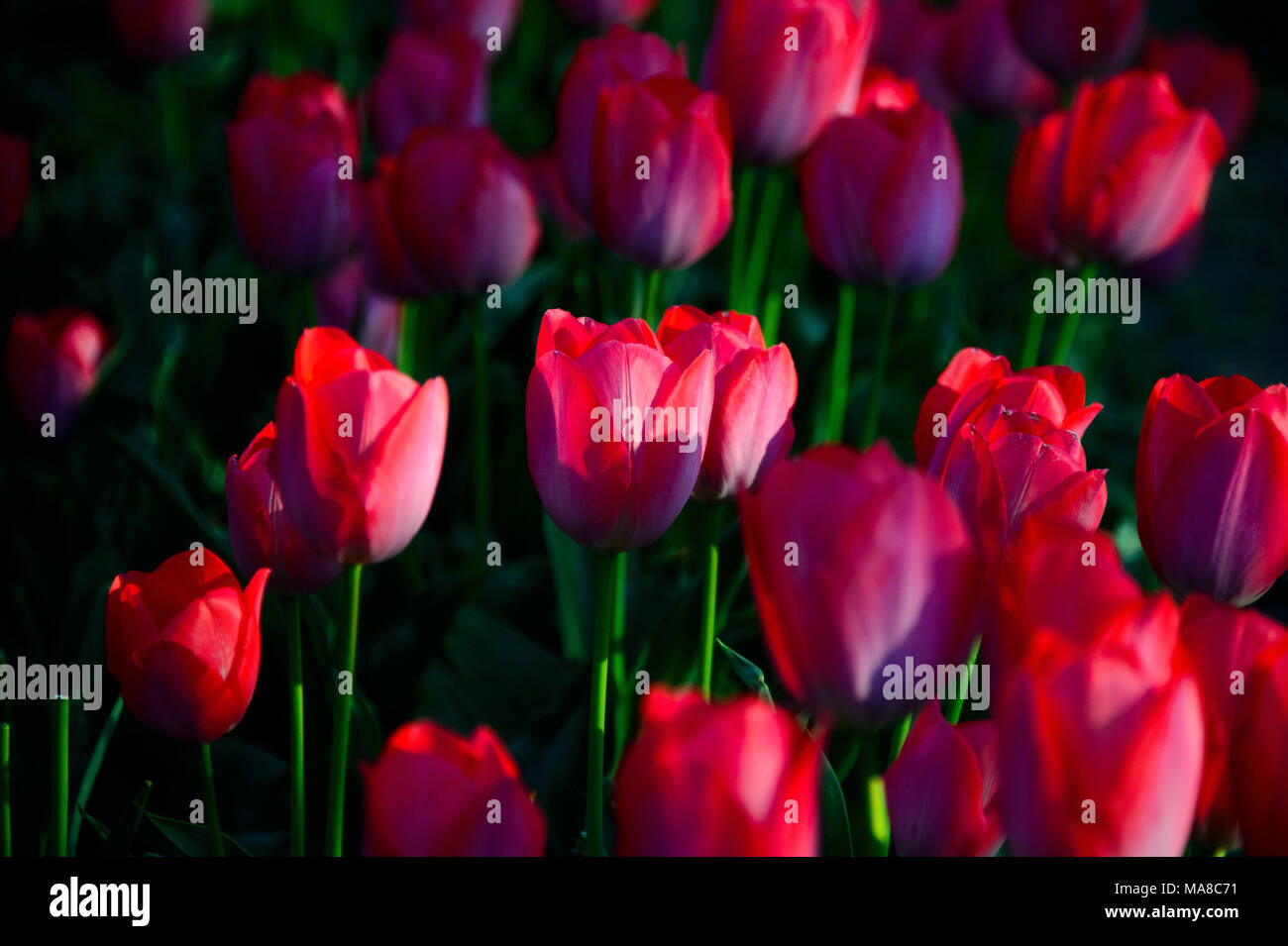 Bunte Tulpen blühen im Frühling im Park in Brooklyn, New York City, April 2013. Stockfoto