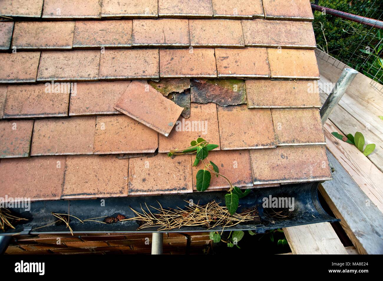 Ein Teil der Bilder zeigt original verfallen, dann die Renovierung von Ziegeldach, Regenrinnen etc. auf 1900 brick House in Shropshire UK Stockfoto