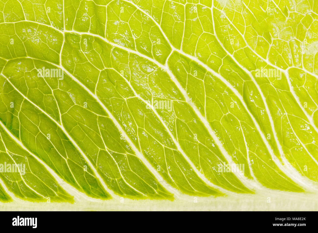 Erstaunlich grünen Salat in der vergrößerten Ansicht. Stockfoto