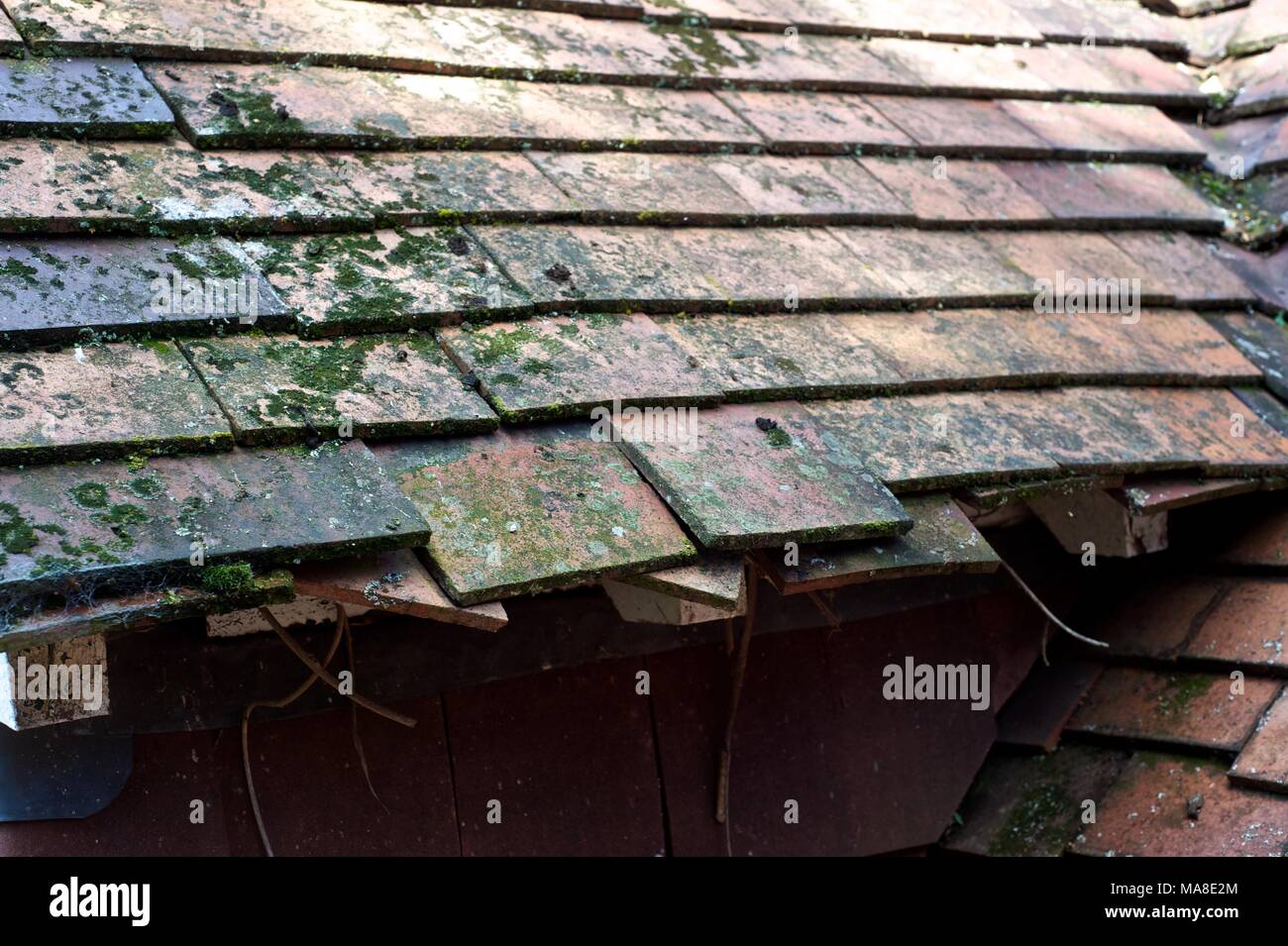 Ein Teil der Bilder zeigt original verfallen, dann die Renovierung von Ziegeldach, Regenrinnen etc. auf 1900 brick House in Shropshire UK Stockfoto
