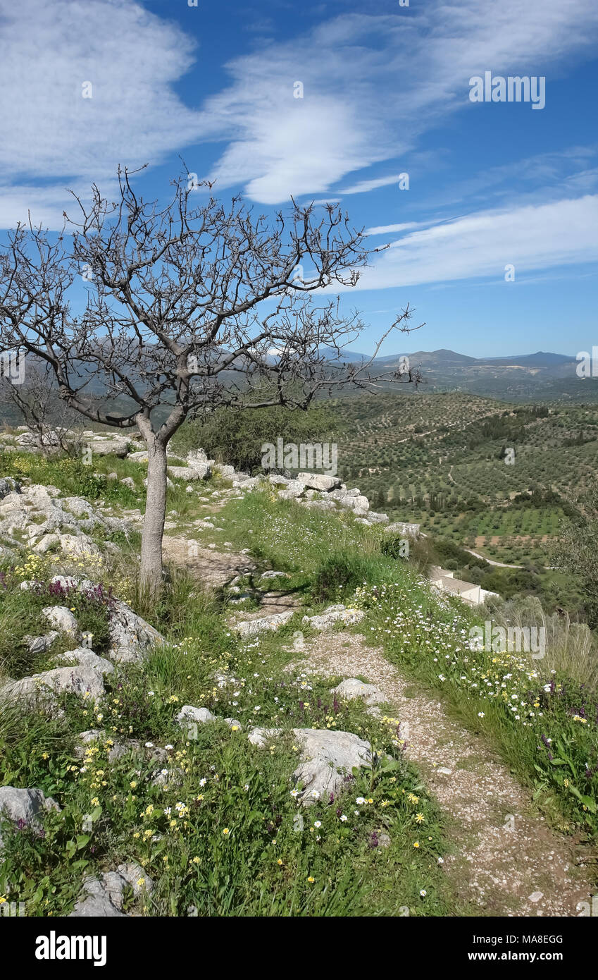 Baum in der Nähe von Ruinen der antiken Akropolis in Mykene und schönen Blick auf Argolide Tal im Frühling. Stockfoto