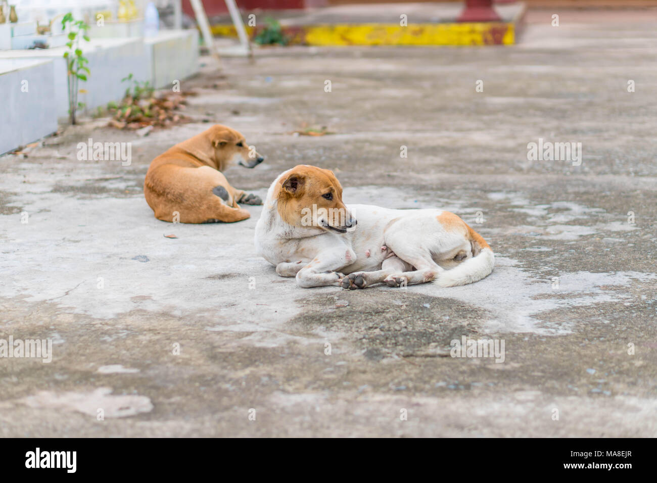 Obdachlose ausgesetzten Hund schlafen auf der Straße. Stockfoto