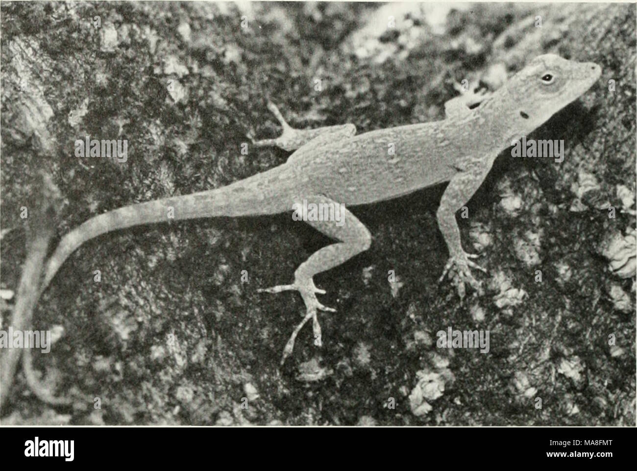 . Die ökologischen Auswirkungen des Menschen auf der South Florida herpetofauna. Abbildung 14. Grüne Rinde Anole (Ano/ist distichus doniinicensis). (LP) ein relativ üppiges Wachstum von großen Bäumen, besonders exotischen Obstbäumen und Zierpflanzen wie die schwarzen Oliven. Vielleicht ein Grund für den Erfolg dieser Echse in städtischen Gebieten von Dade County ist die große Zahl von Lebensmitteln zur Verfügung. Colette (1961), Ruibal (1964). Brach (1976) und Dalrymple (1980) berichtet A. eqiies-tris als Fütterung auf den folgenden: Palm und Ficus Früchte, Blätter, Spinnen, leafhoppers, Heuschrecken, Schaben, Käfer, Treefrog Stockfoto