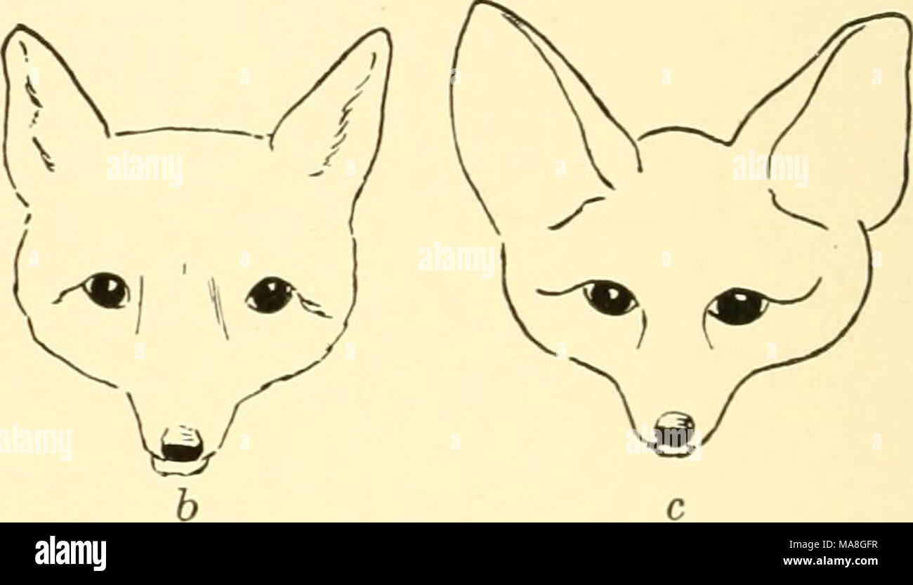 . Ökologische tierische Geographie; ein autorisierter, umgeschrieben Edition basierend auf Tiergeographie in ockologischer Grundlage. Â&amp; 'Abb. 112. âHead Arctic fox (Canis lagopus), ein; Red Fox (Canis vulpes), b; und Desert Fox (Cayiis zerda), c. Wicklung und Bod}' Form, die in Antilopen aus kalten und warmen Klimaten gefunden werden kann. Ähnliche Unterschiede werden in Gazella picticauda, der Himalaya in einer Höhe von 4000-5000 m. über dem Meeresspiegel, und G. bennetti, bewohnen die Ebenen von Nord- und Indien; mit etwa gleicher Länge, der Berg Tier hat kürzere Beine, Ohren und Schwanz. 49 Die b Stockfoto