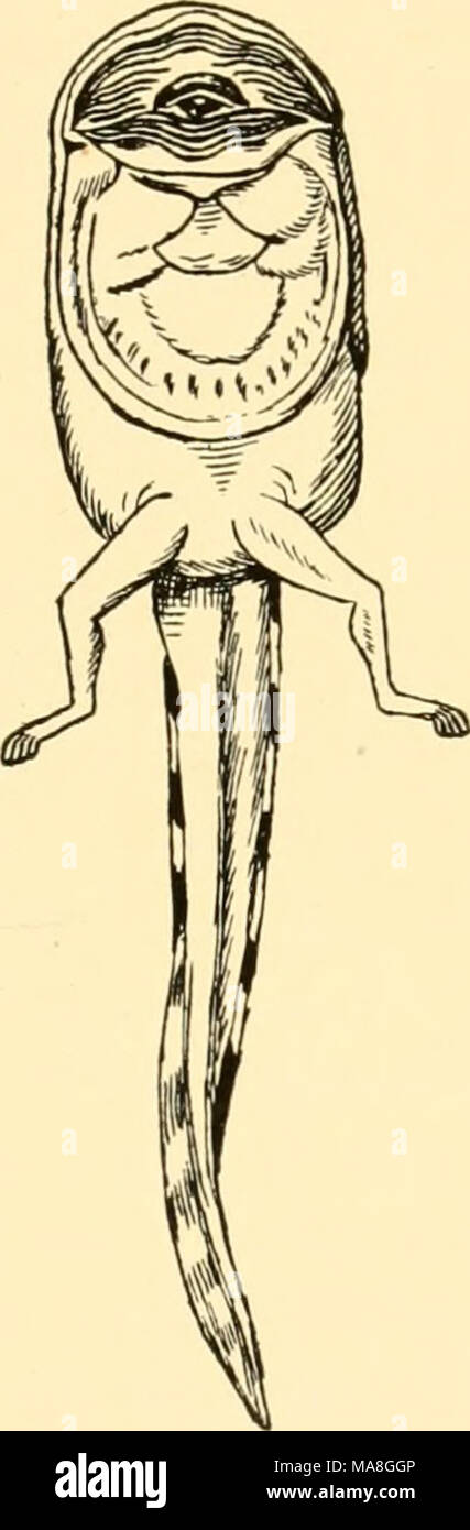 . Ökologische tierische Geographie; ein autorisierter, umgeschrieben Edition basierend auf Tiergeographie in ockologischer Grundlage. Stockfoto