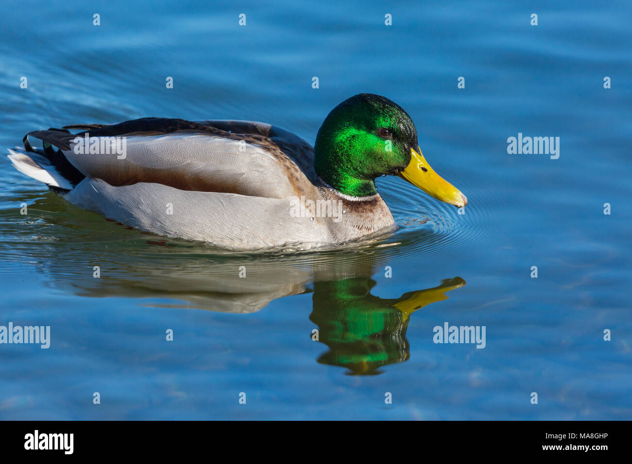 Natürliche männliche Stockente (Anas platyrhynchos) Schwimmen im blauen Wasser Stockfoto