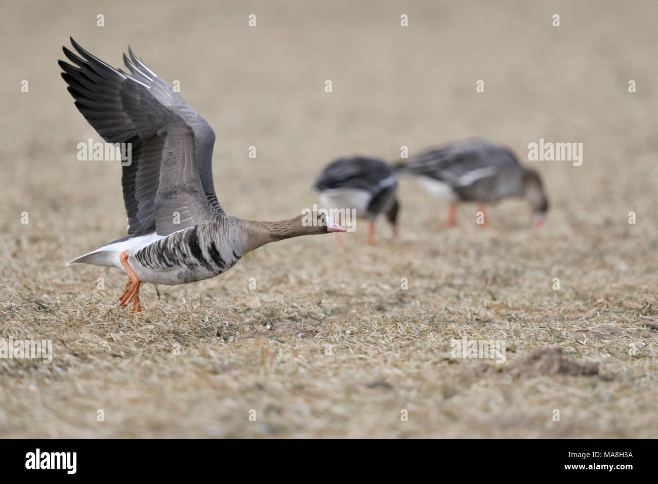 White-fronted goose/Blaessgans (Anser Albifrons), vom einen Drei-tage-Feld mit der Zuführung Gänse im Hintergrund, Wildlife, Europa. Stockfoto