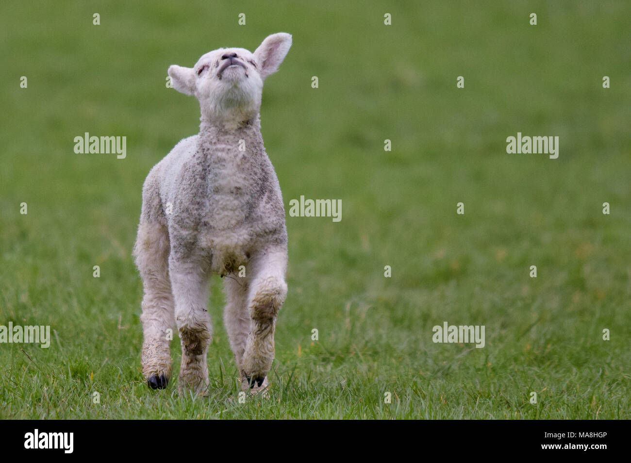 Lamm mit Stockfoto