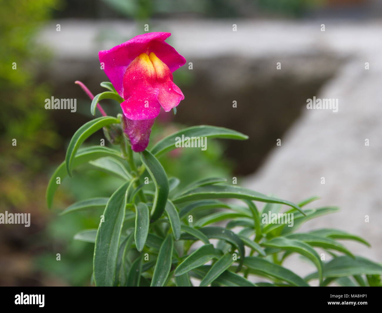 A Himalayan Balsam Blume oder Impatiens glandulifera von Himalaya Gebirge. Indien und Tibet. Stockfoto