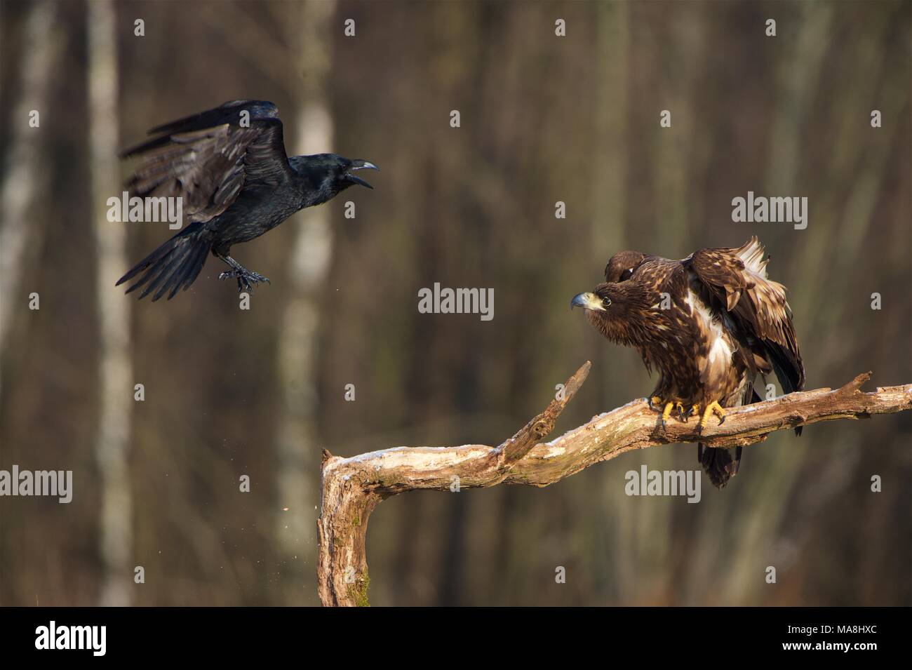 Große Raven belästigen einen thront Seeadler Seeadler Stockfoto