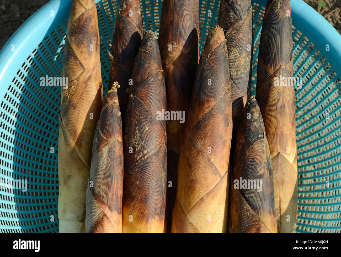 Frische bambussprossen am Gemüsemarkt in Peking, China Stockfoto