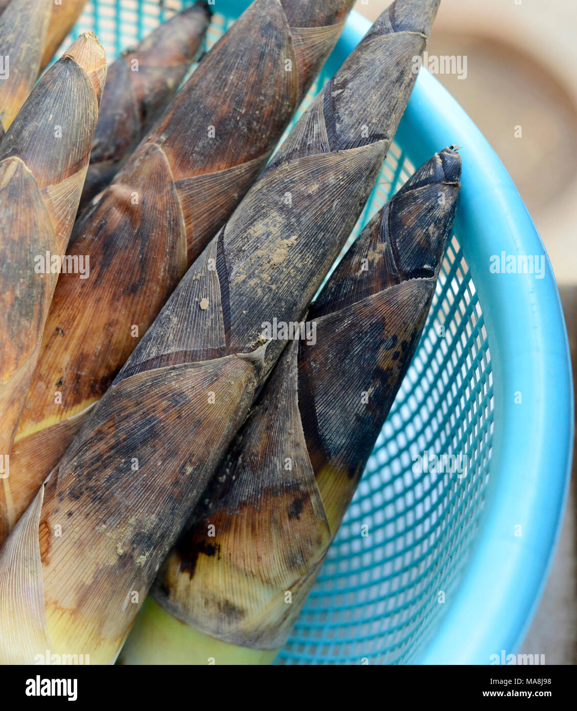 Frische bambussprossen am Gemüsemarkt in Peking, China Stockfoto
