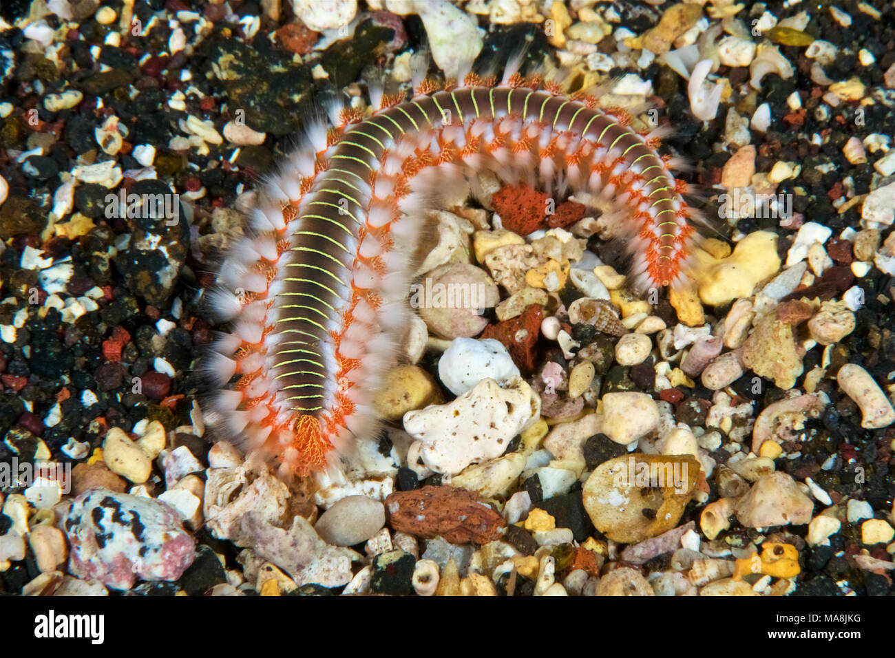 Bärtige (Hermodice carunculata) fireworm in Mar de las Calmas Marine Reserve (El Hierro, Kanarische Inseln, Spanien) Stockfoto