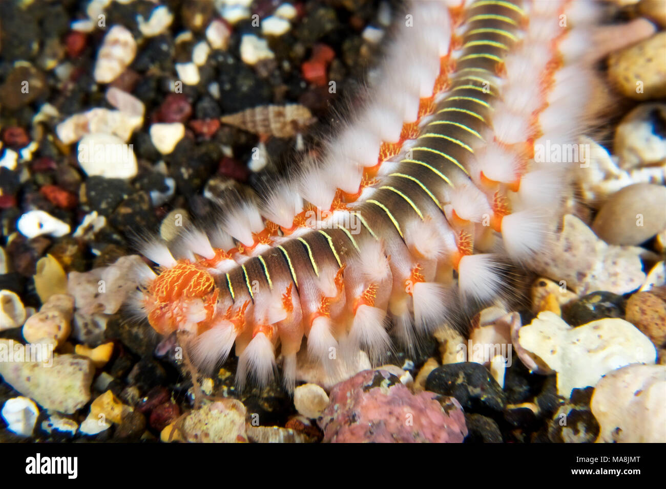 Bärtige (Hermodice carunculata) fireworm in Mar de las Calmas Marine Reserve (El Hierro, Kanarische Inseln, Spanien) Stockfoto