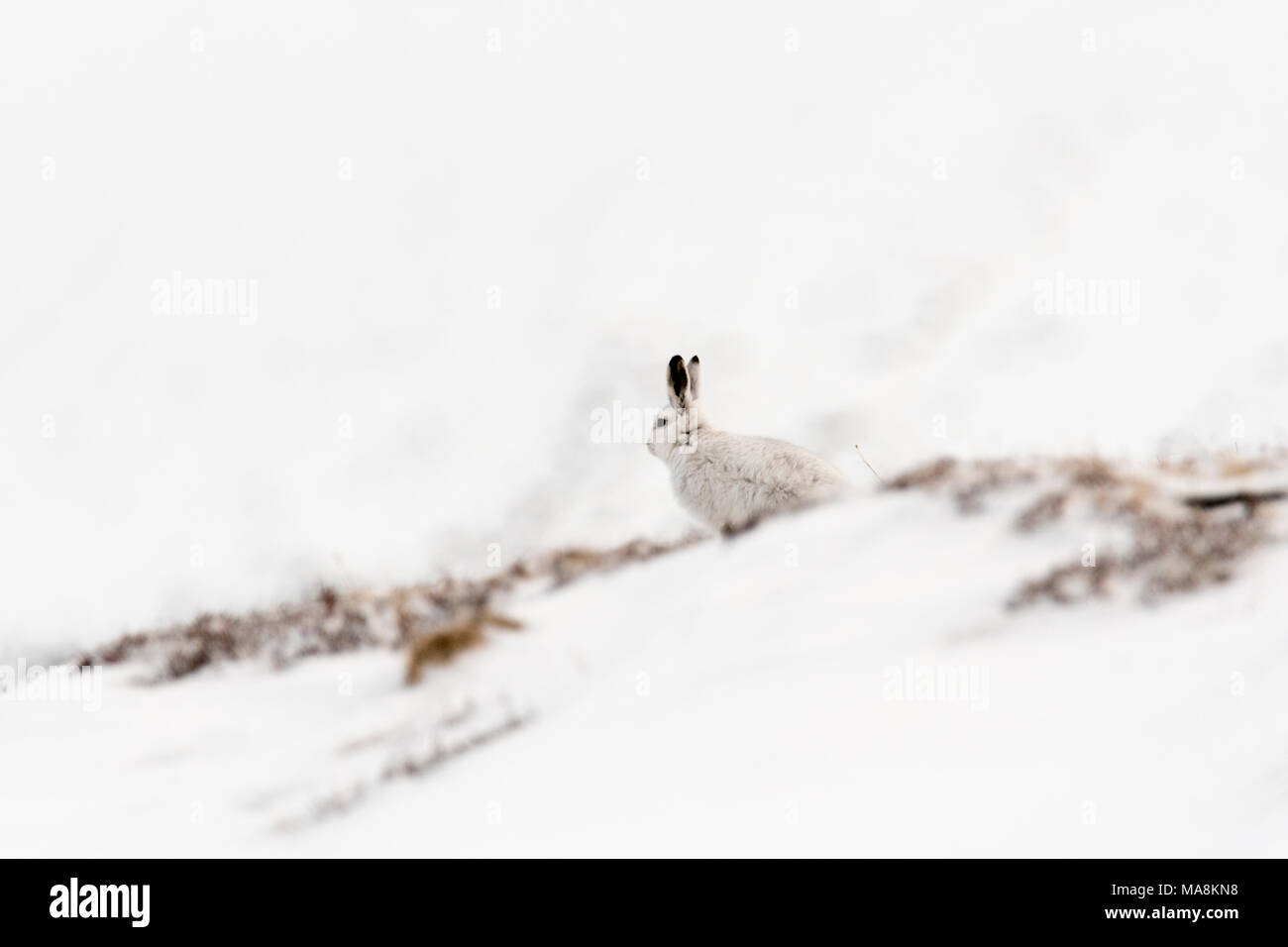 Alert Schneehase (Lepus timidus) sitzen auf Schnee Hügel in die schottischen Highlands, März 2018 Stockfoto