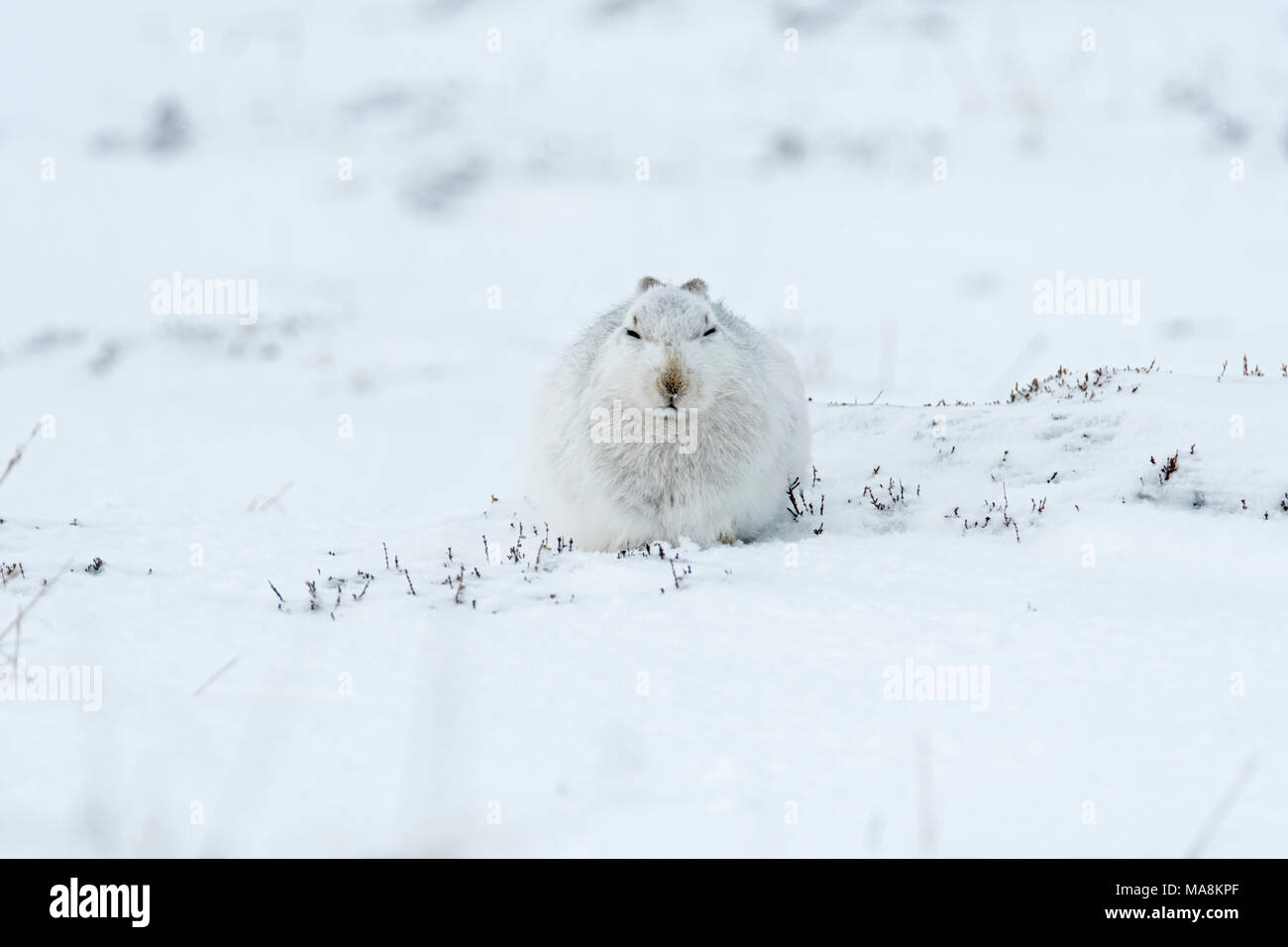 Schneehase (Lepus timidus) sitzen auf Schnee Hügel in die schottischen Highlands, März 2018 Stockfoto