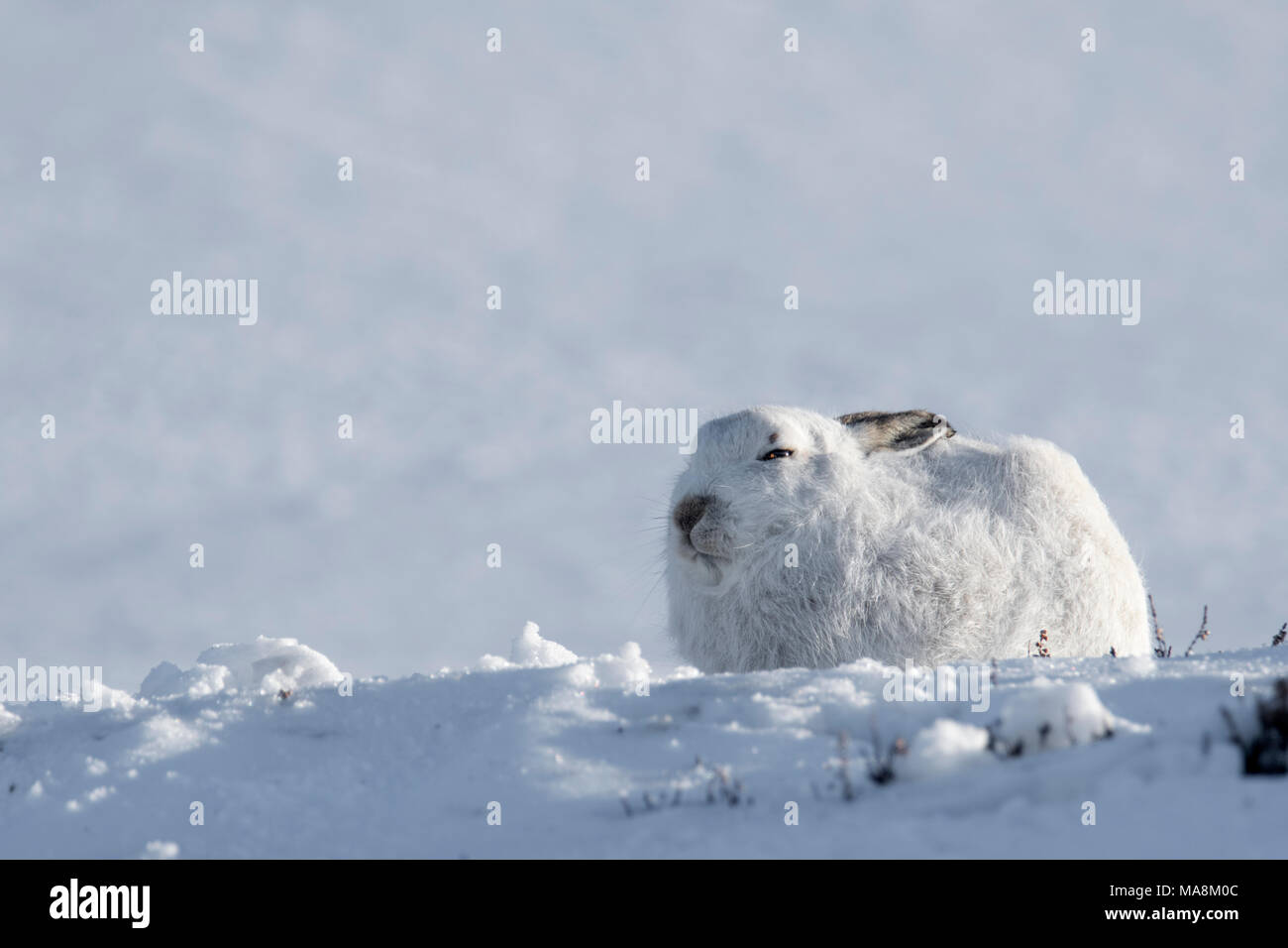 Seite - Profil von Schneehase (Lepus timidus) auf schneebedeckten Hügel in den schottischen Highlands, März 2018 Stockfoto