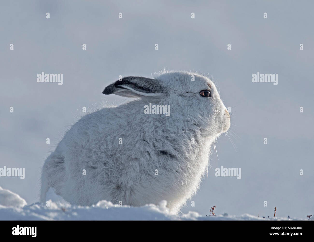Seite - Profil von Schneehase (Lepus timidus) auf schneebedeckten Hügel in den schottischen Highlands, März 2018 Stockfoto