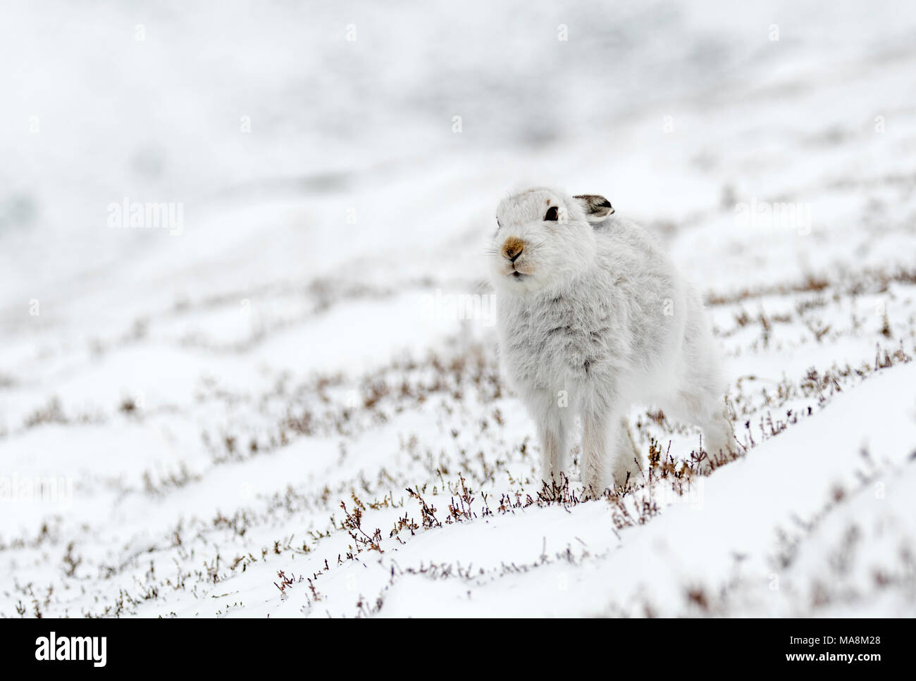 Schneehase (Lepus timidus) Stretching auf Schnee Hügel in die schottischen Highlands, März 2018 Stockfoto