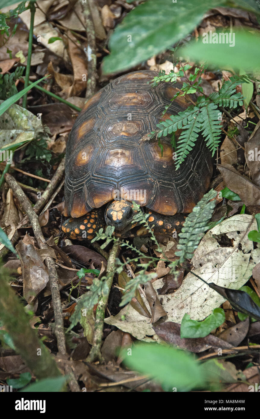 Versteckte Schildkröte in die Blätter der amazonischen Wald Stockfoto