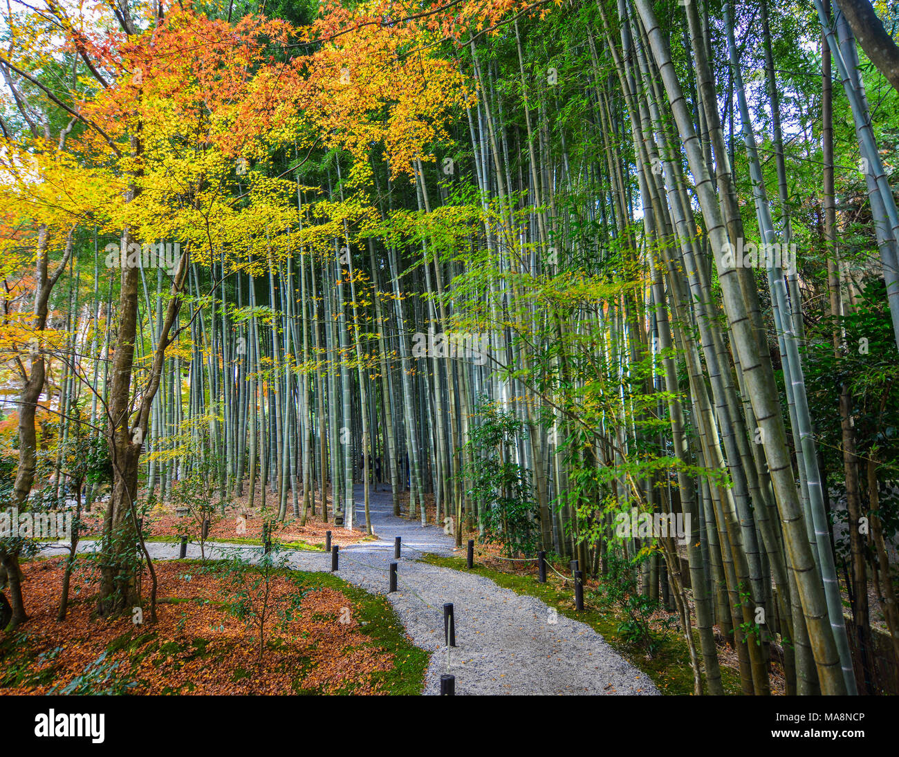 Bambus Bume mit Ahorn Bume im Garten im Herbst Tag Stockfotografie - Alamy