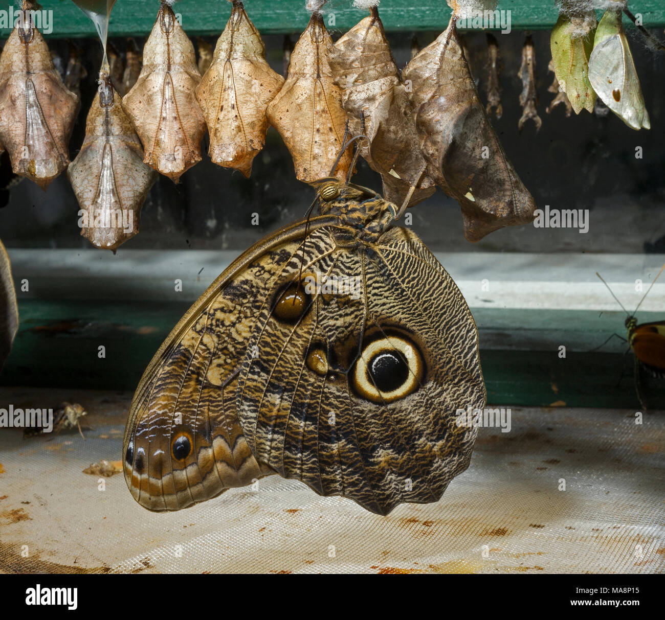 Eine blaue Morpho butterfly Bruteier Stockfoto