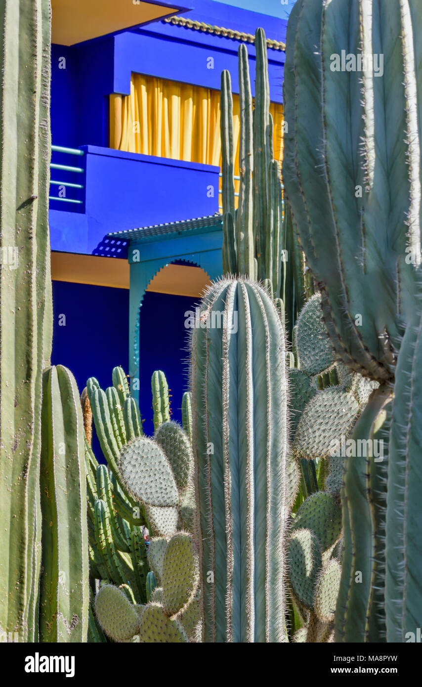 Marokko Jardin Majorelle Garten DETAIL DAS BLAUE HAUS IN CACTUS GÄRTEN MIT VIELEN SORTEN VON PFLANZEN Stockfoto