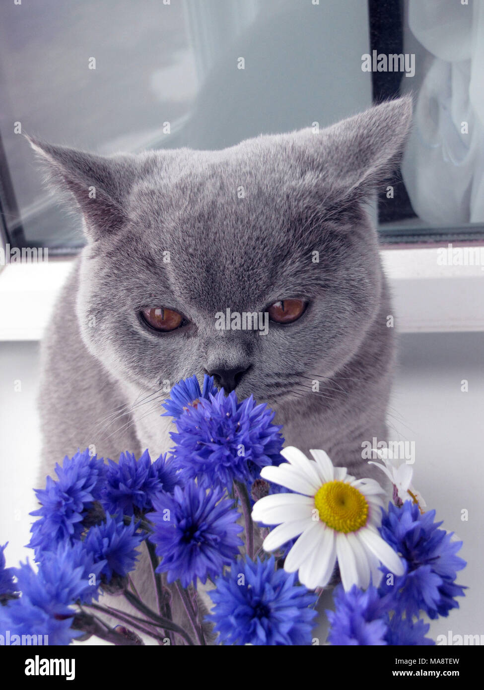 Grau Britisch Kurzhaar Katze schnuppert einen Strauß Wildblumen Stockfoto