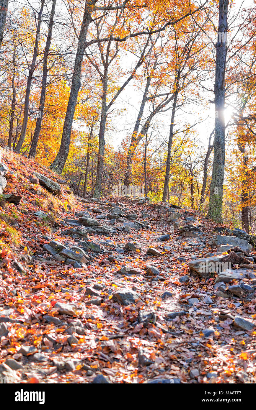 Leere vertikale Wanderweg durch bunte orange Laub Herbst Herbst Wald mit vielen Blätter auf dem Weg in Harper's Ferry, West Virginia, Sonne hinter s Stockfoto