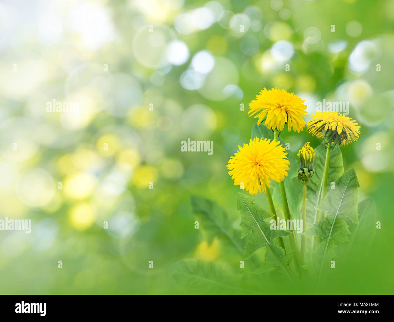 Löwenzahn gelbe Blumen auf der Feder verschwommen Garten Hintergrund. Florale Desktop. Stockfoto