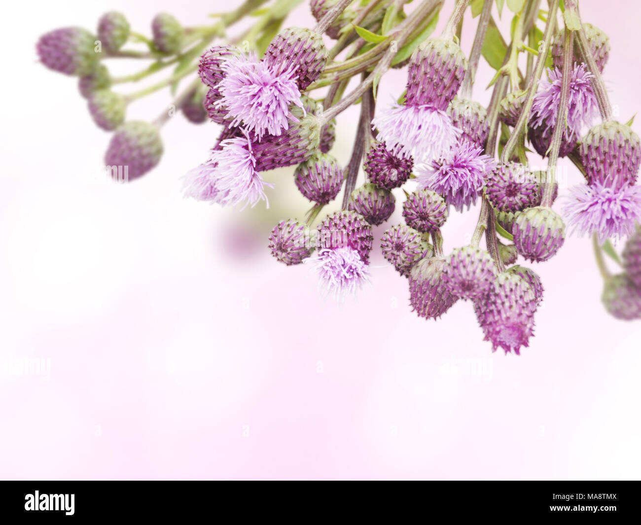 Kanada thistle Unkraut lila Blüten und Knospen in der Ecke von Rosa verschwommenen Hintergrund. Florale Desktop. Stockfoto