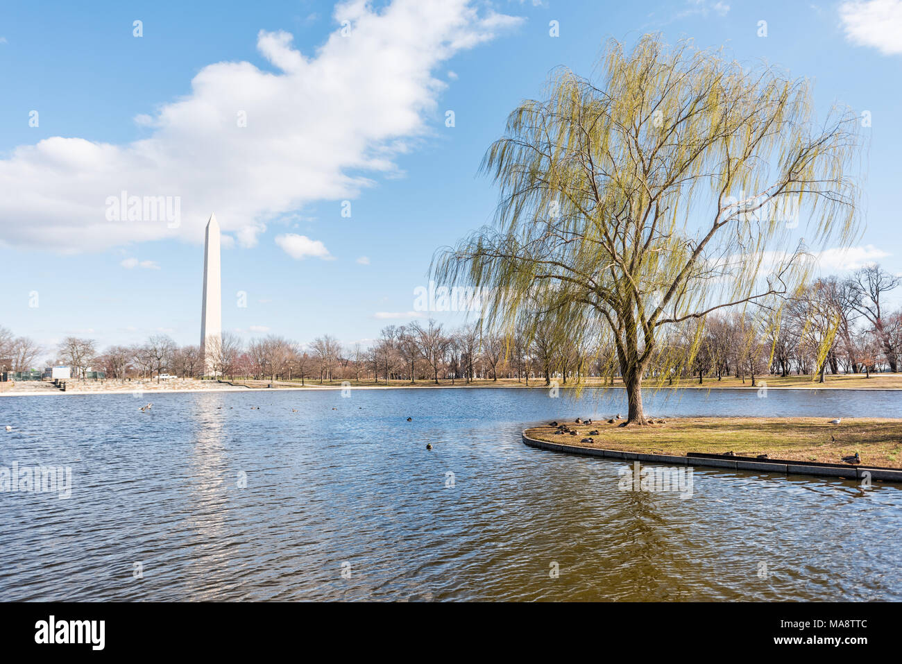 Große Willow Tree und Wind in Washington DC mit Denkmal, Reflexion während der sonnigen Wintertag in Verfassung Garten Teich Stockfoto