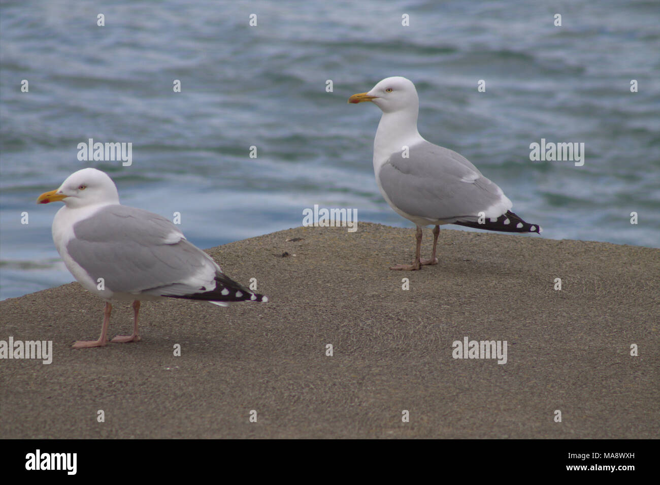 Larus argentatus, Silbermöwe bei erwachsenen Gefieder steht am Ende einer Anlegestelle. Stockfoto