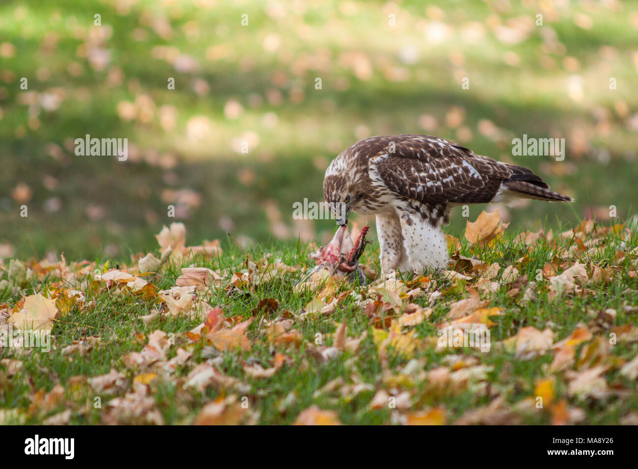 Hawk essen ein graues Eichhörnchen. Stockfoto