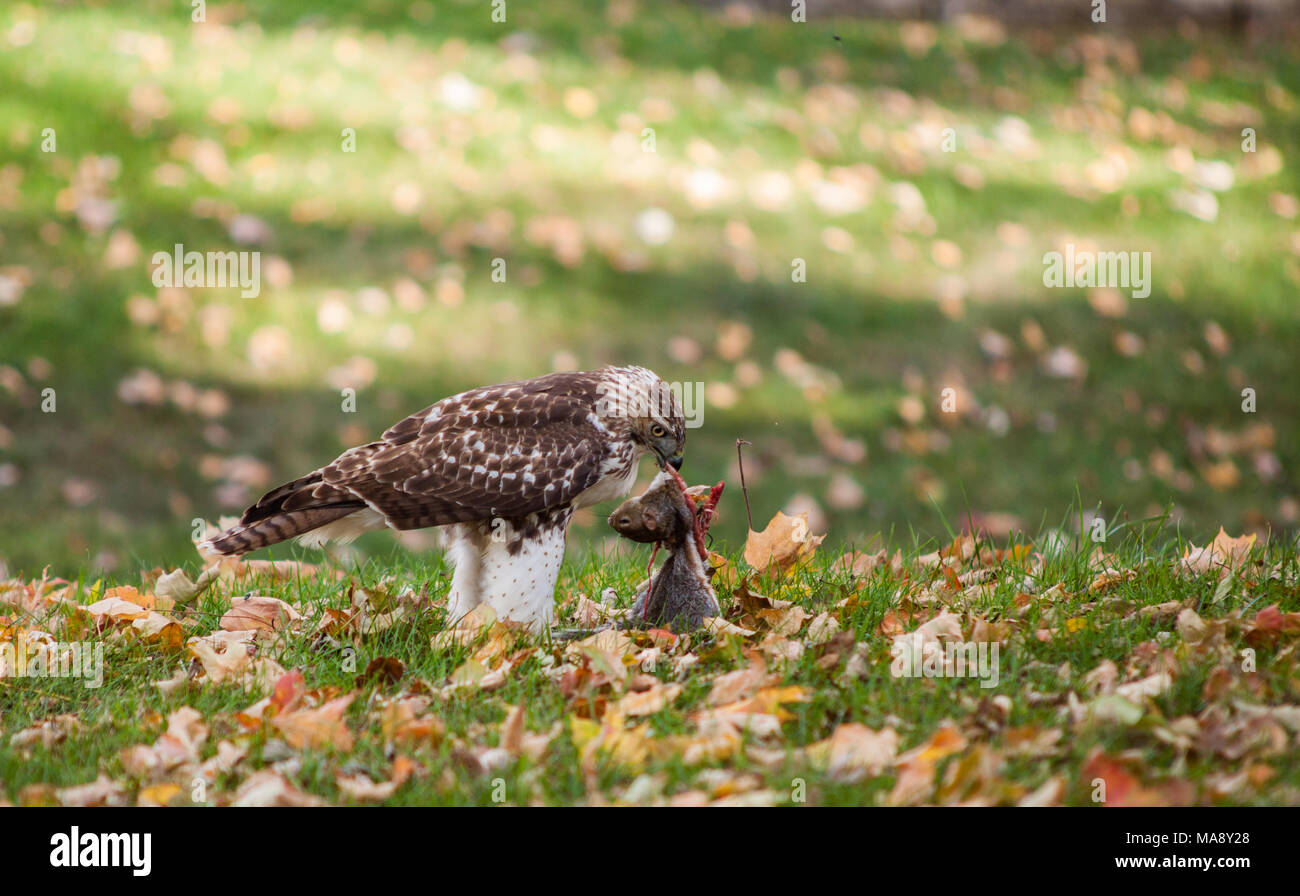 Rotschwanzfalke, die ein graues Eichhörnchen isst. Stockfoto