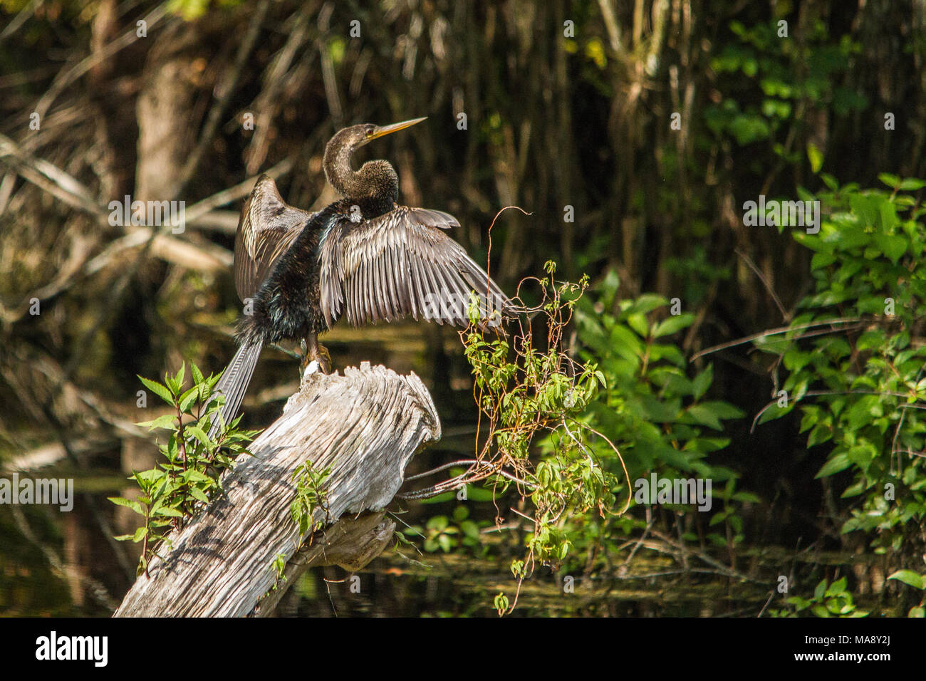 Anhinga Nach dem Angeln in 6 Mile Cypress Slough. Stockfoto