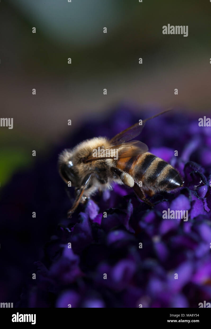 Arbeitsbiene auf Lila Blume - möglicherweise einen sommerflieder Stockfoto