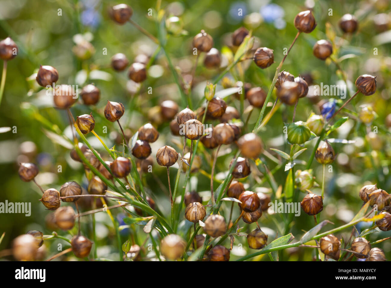 "Raisa" Gemeinsame Flachs, Spånadslin (Linum usitatissimum) Stockfoto