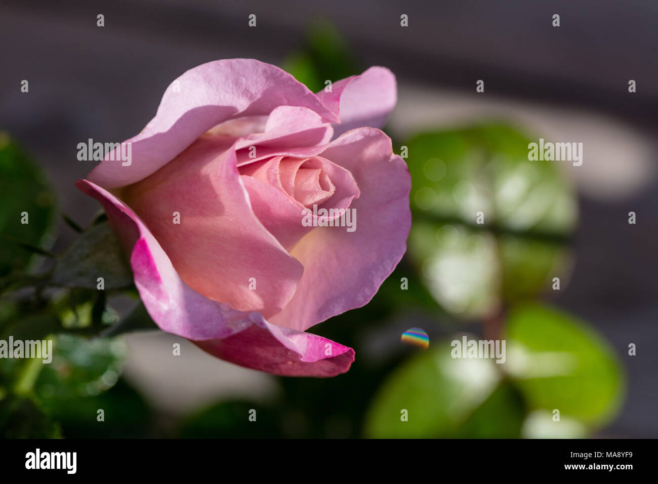 "Walzertakt' Hybrid Tea Rose, Tehybridros (Rosa) Stockfoto