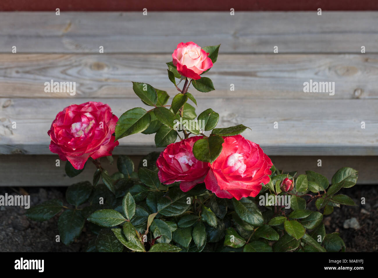 'Nostalgie' Hybrid Tea Rose, Tehybridros (Rosa) Stockfoto