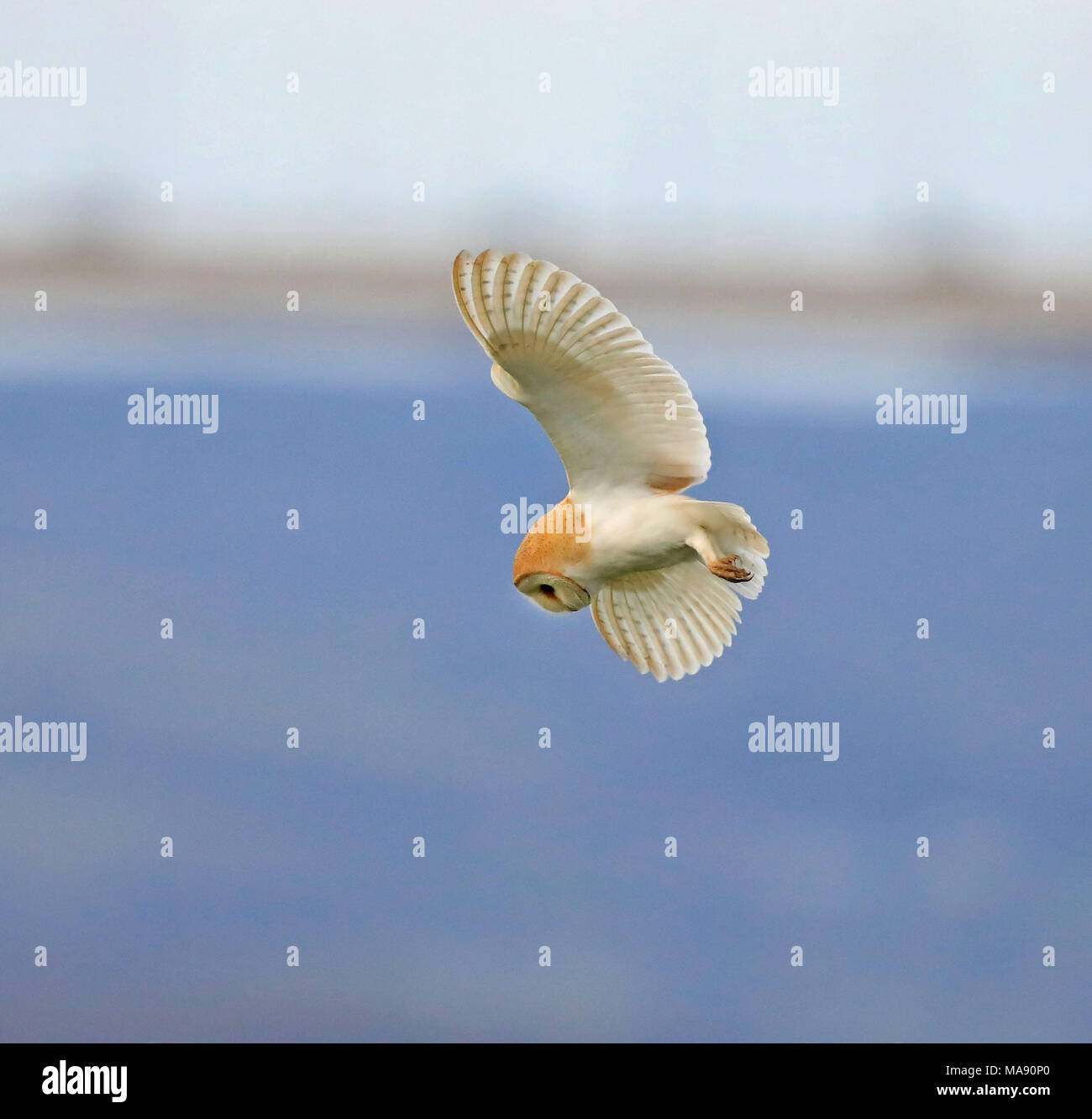 Schleiereule Vierteilung entlang Aust Warth für Wühlmäuse Stockfoto