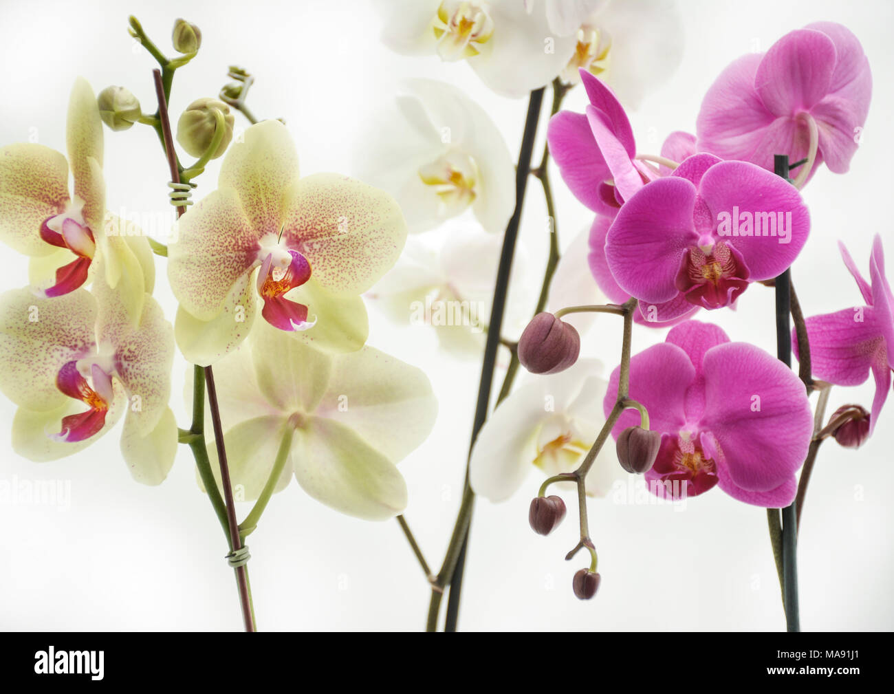 Phalaenopsis Orchidee dendrobium - Moth-5 Stockfoto